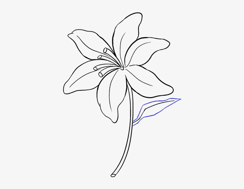 How To Draw A Lily - Draw Lily, transparent png #1003918