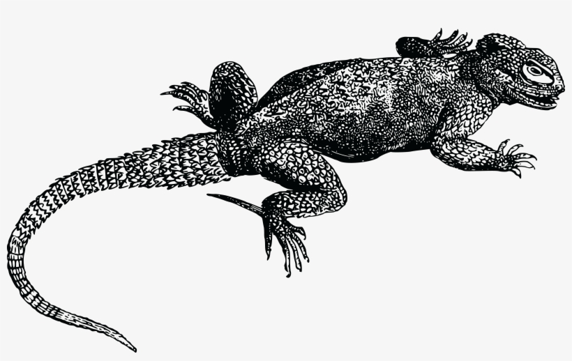 , , - Dragon Lizard Black And White, transparent png #1004123