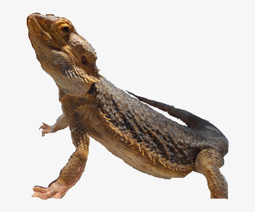 Lizard - Common Chameleon, transparent png #1004166
