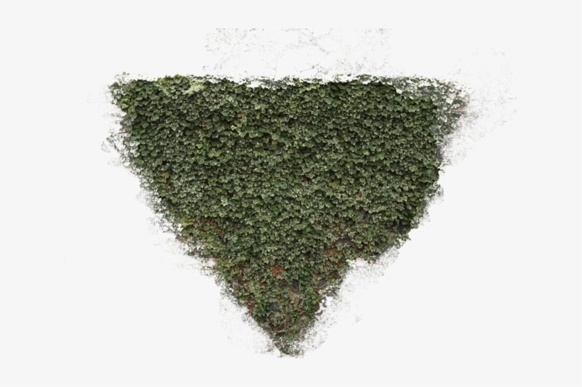 Plants Decals - Moss Decals, transparent png #1004192