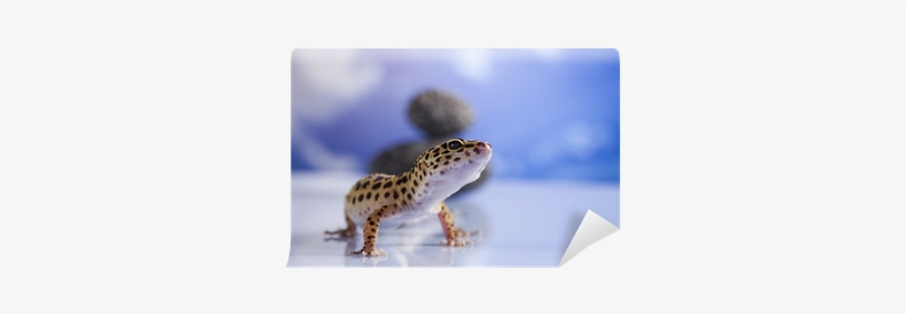 Reptile, transparent png #1004211