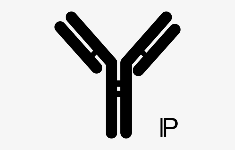 Antibody Clipart Black And White Free Transparent PNG Download PNGkey