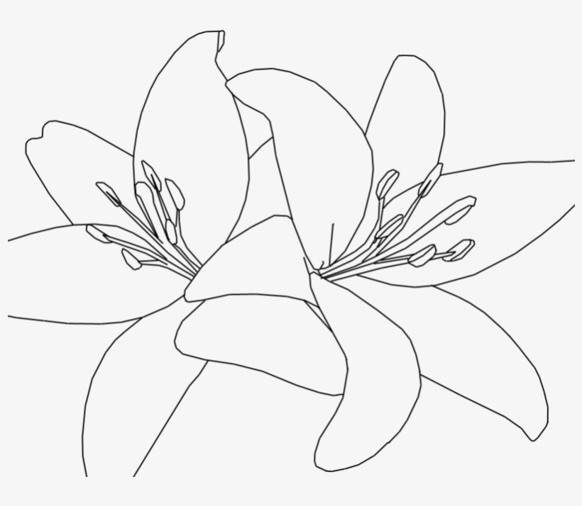 Tiger Lilies Drawing At Getdrawings - Tiger Lily Clip Art, transparent png #1004303