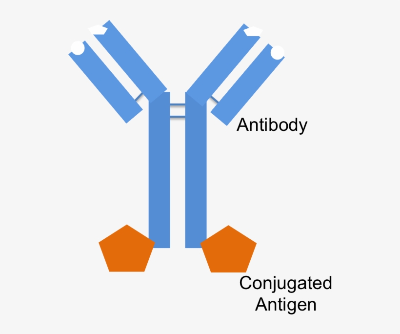 An Antibody With An Antigen Conjugated To The Fc Portion - Antibody, transparent png #1004329