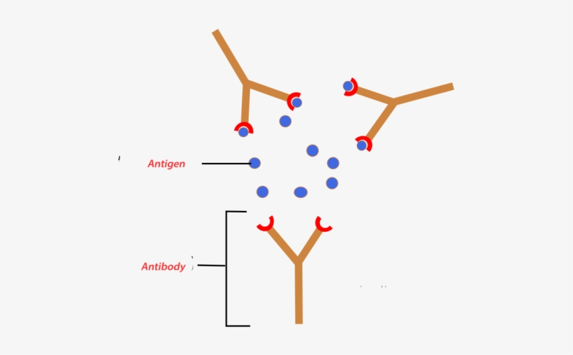 Antigen/antibody Interaction - Antibody Antigen, transparent png #1004350