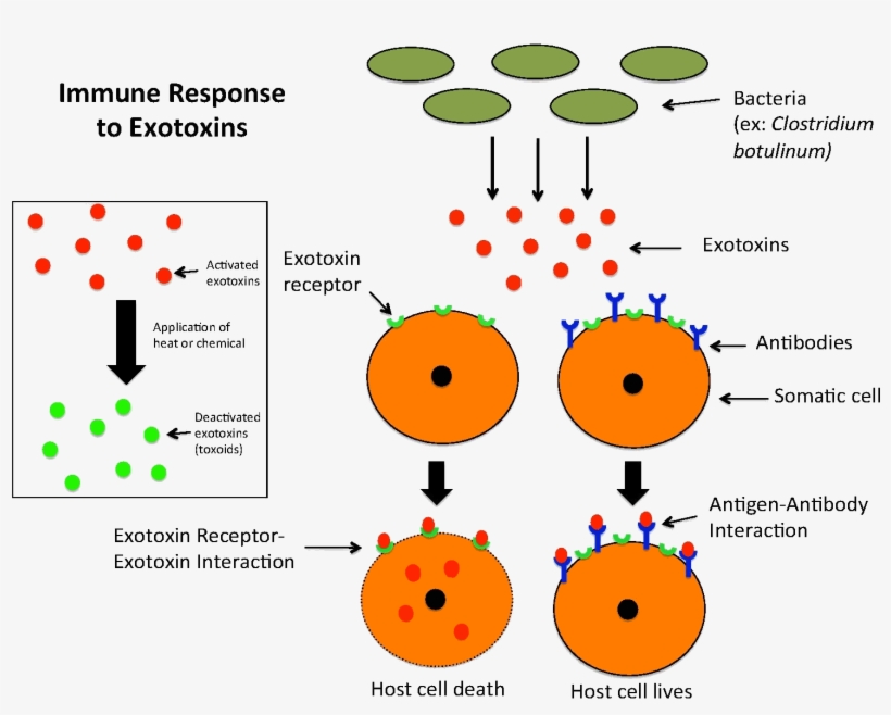 Immune Response To Exotoxins - Difference Between Toxin And Toxoid, transparent png #1004379