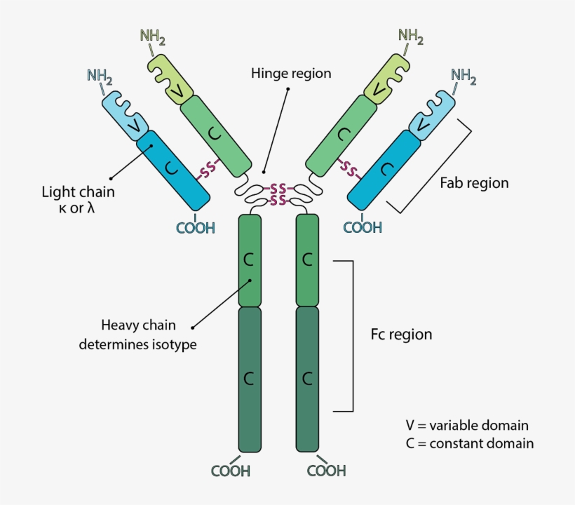 Guide To The Structure And Classification Of Antibodies - Constant Domain Of The Light Chain, transparent png #1004421