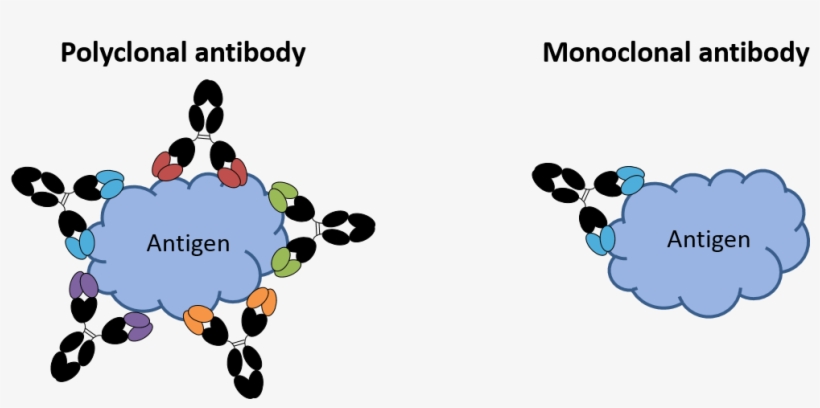 Image Of Monoclonal And Polyclonal Antibodies - Think And Grow Rich Rectangle Magnet, transparent png #1004440