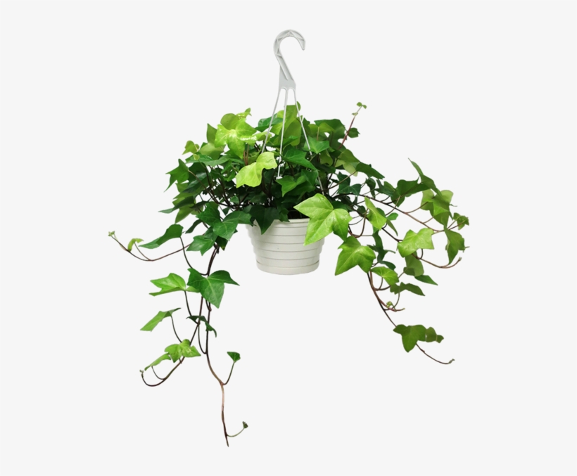 Algerian Ivy, transparent png #1004443