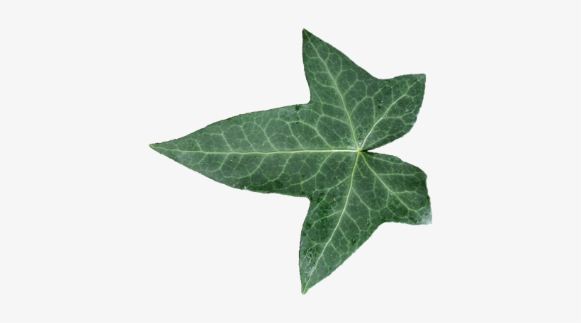 Mainpicture - Leaf, transparent png #1004466