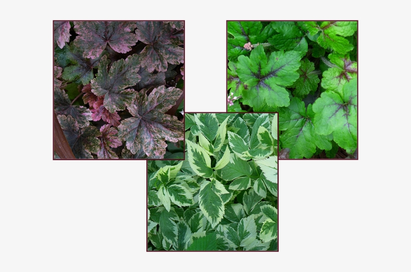 Bicolour Foliage Resize - Autumn Leaf Color, transparent png #1004559