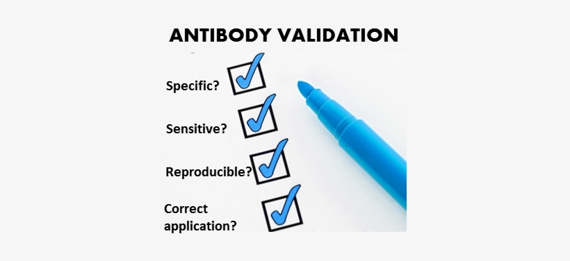 An Internet Search For Antibody Validation Provides - Checklist, transparent png #1004688