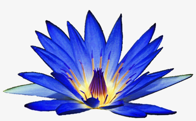 Lilies Clipart Waterlilly - Blue Water Lily Clipart, transparent png #1004750