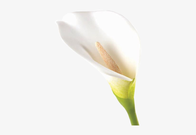 Calla Lily - Arum-lily, transparent png #1004772