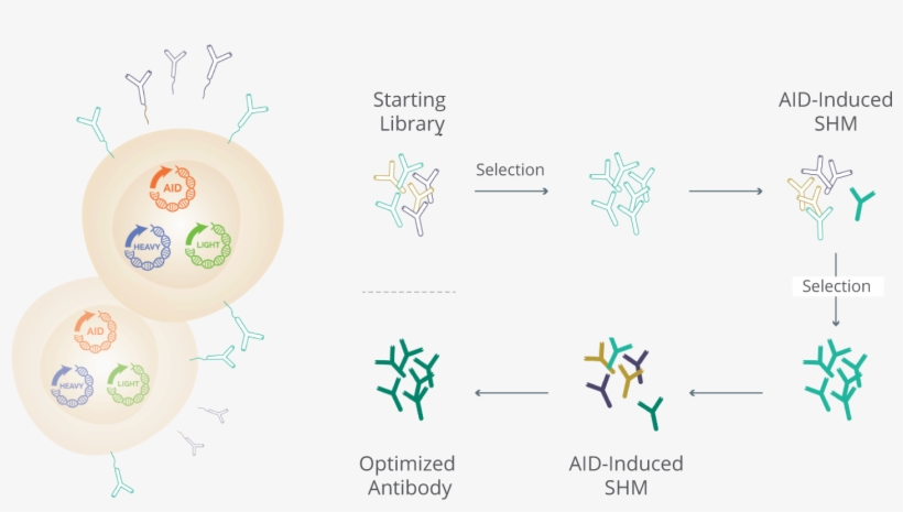 Key Advantages - Cell, transparent png #1004798