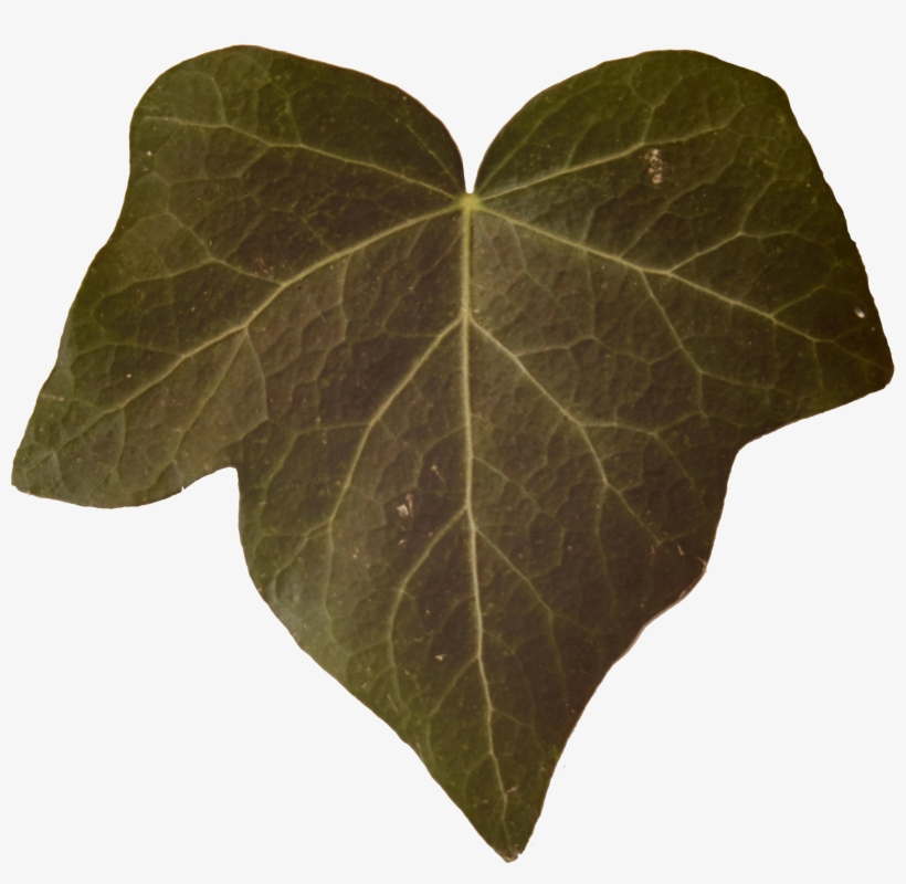 Leaf Alphas, Game Textures - Planet, transparent png #1004843