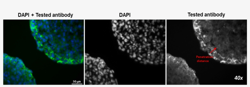 Assess Antibody Penetration Kinetics - Monochrome, transparent png #1004868