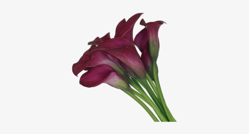 Calla Lilies - Mini Calla Lily, transparent png #1004964