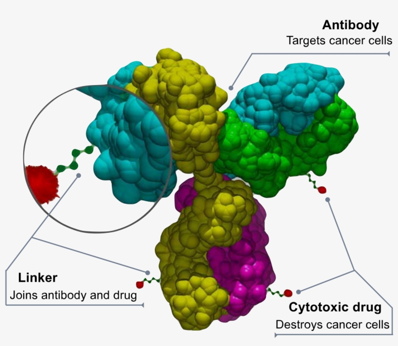 Antibody Size, transparent png #1004965