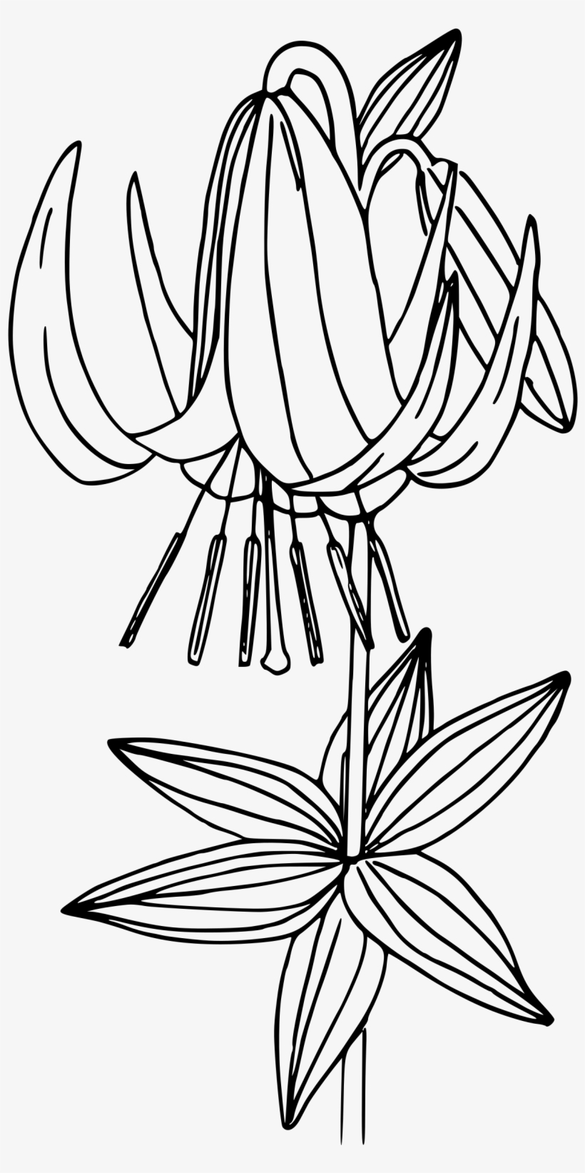 This Free Icons Png Design Of Western Lily, transparent png #1004968