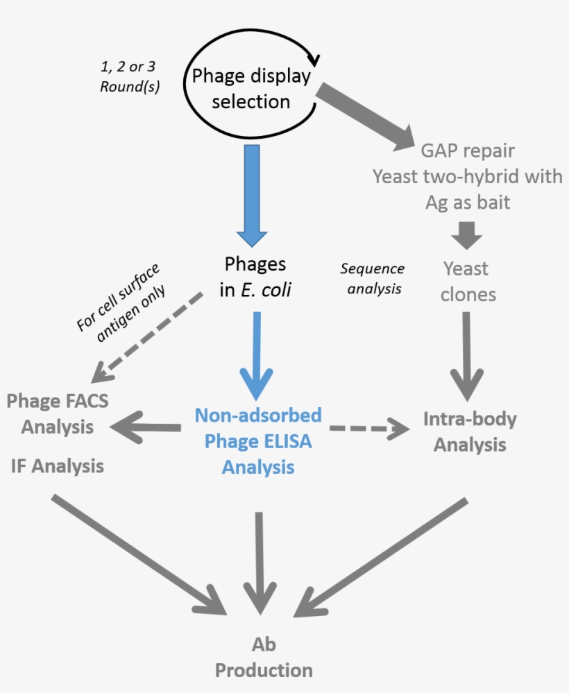 Antibody Phage Display & Elisa Validation Process - Phage Display Antibody Selection, transparent png #1004986