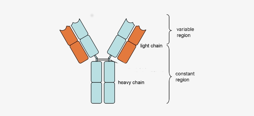 The First Classes Produced Are Igm And Igd - Antibody Structure Mcat, transparent png #1005011