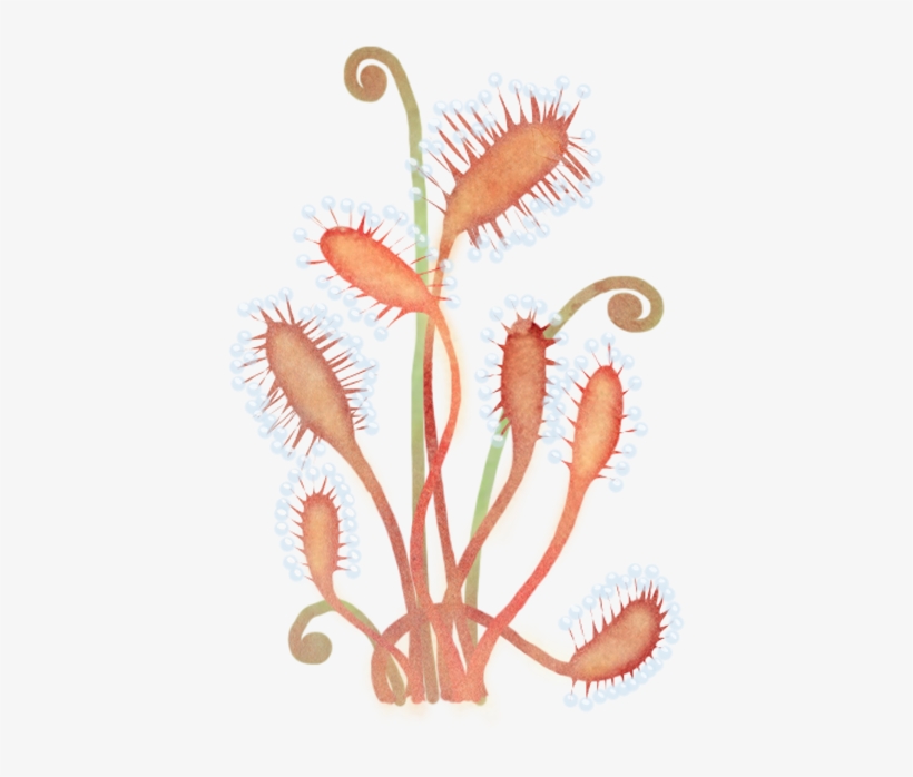 I Also Made Two Ivy Like Plants In Lighter Golden Ish - Embroidery, transparent png #1005018