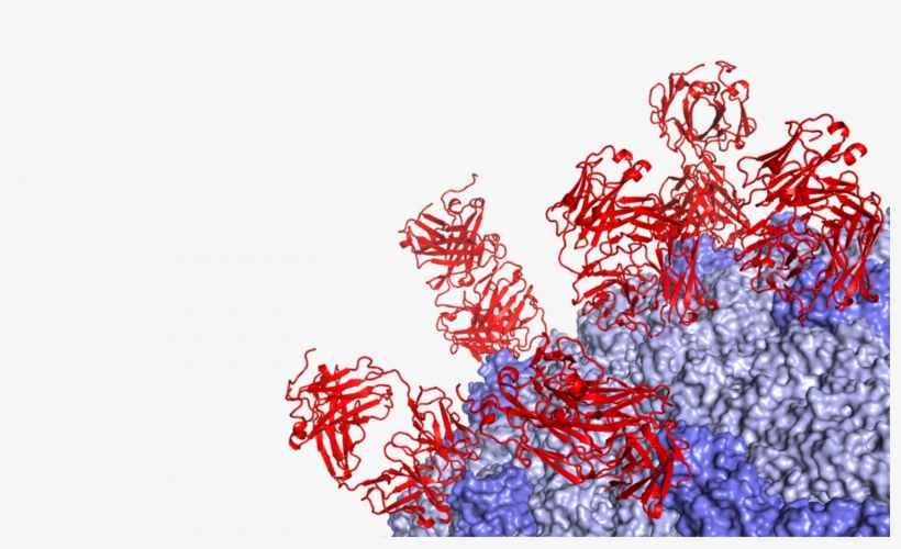 A Human Bi-specific Antibody Against Zika Virus With - Graphic Design, transparent png #1005411