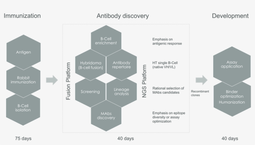 Ngs Antibody Workflow - Antibody, transparent png #1005610