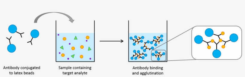 A Typical Agglutination Assay - Latex Beads, transparent png #1005629