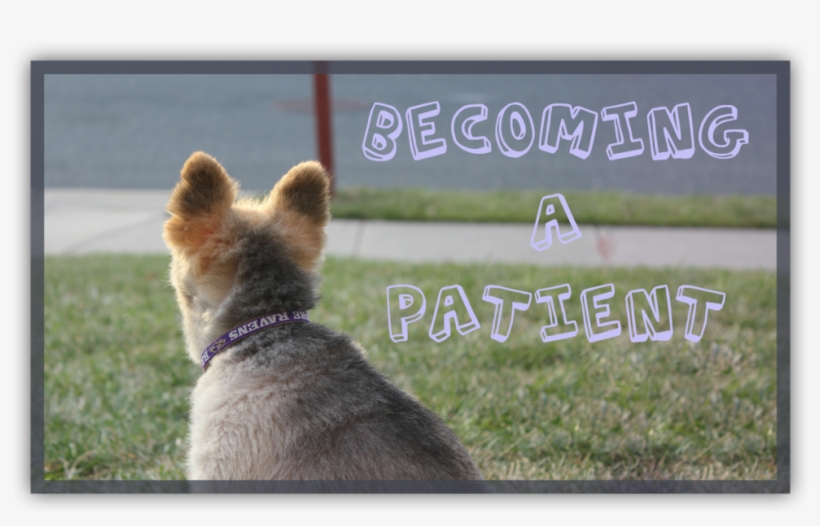 Patient - Physician, transparent png #1007618