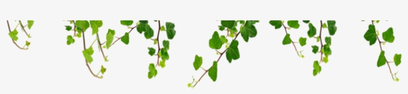 Vine's New Potential Value - Vines On House Png, transparent png #1007997