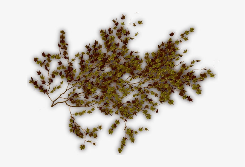 06 Feb 2009 - Plants, transparent png #1008050