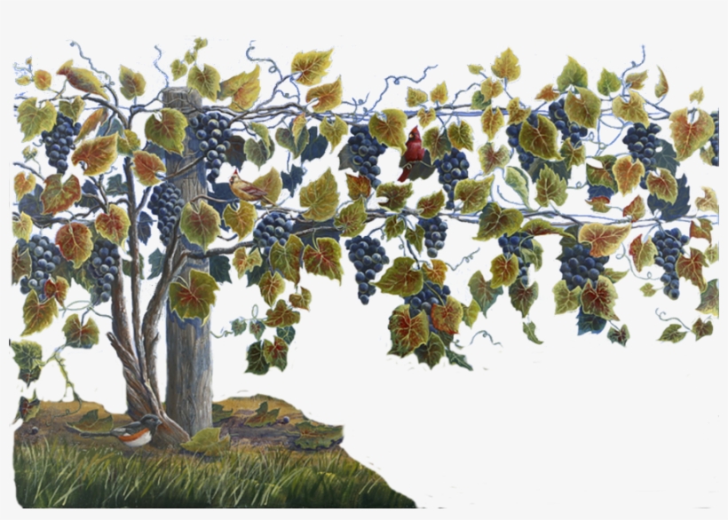 Grapevine Png Clipart Common Grape Vine Wine - Clip Art, transparent png #1008082