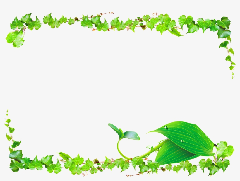 Green Vines Png - Transparent Background Vine Border Png, transparent png #1008144