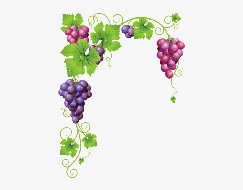 0, - Grapes Vector, transparent png #1008243