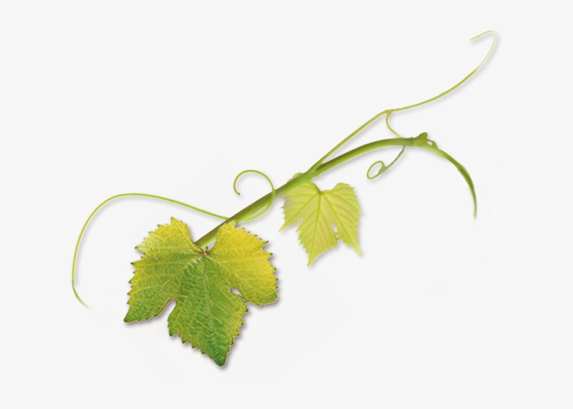 “novavine Was Born Of My Own Experience Buying Grapevines - Vine Tendril Png, transparent png #1008307