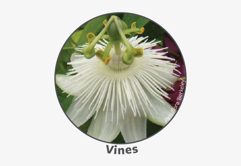 Spring Plant Sale 2018 Bomarea Lapageria (assorted - Purple Passionflower, transparent png #1008330