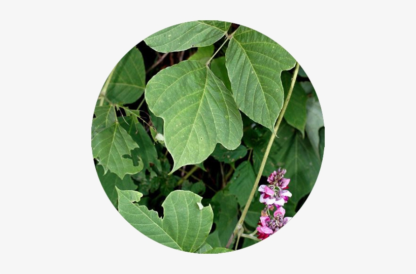 Kudzu - Kudzu Vine, transparent png #1008351