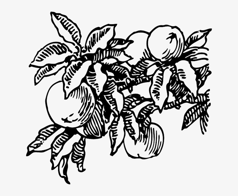 Food, Fruit, Outline, Plants, Tree, Branch, Peach, - Peach Tree Black And White, transparent png #1008384