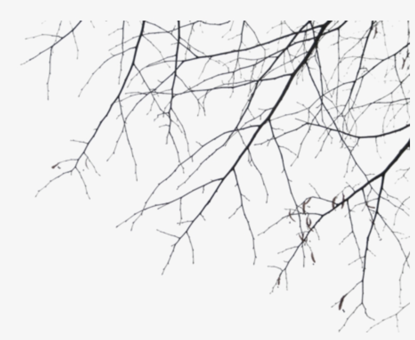 Report Abuse - Branches, transparent png #1008518