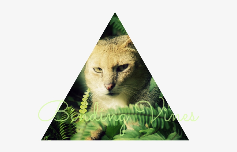 Binding Vines Banner - Tabby Cat, transparent png #1008561
