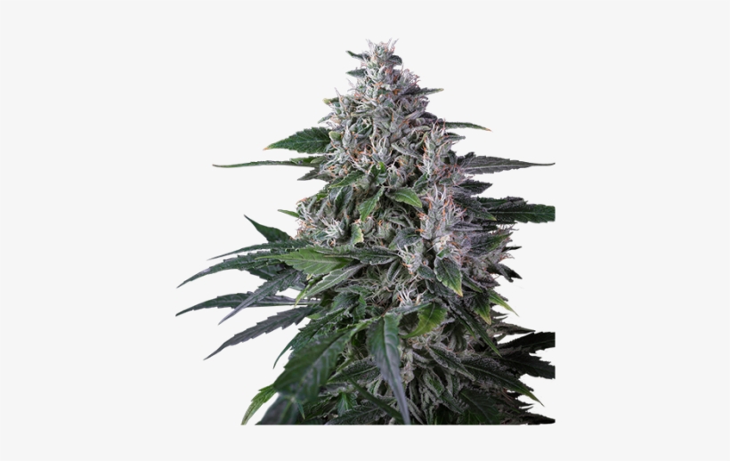 Sale Regular Cannabis Seed - Sweet Gum, transparent png #10050924