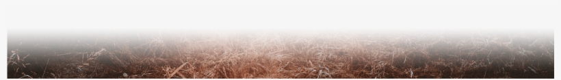 Grass Png - Field, transparent png #10053937