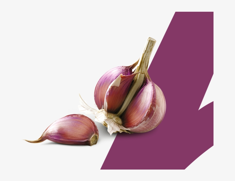 Ajo Espanol Calidad Proaco - Garlic, transparent png #10055146