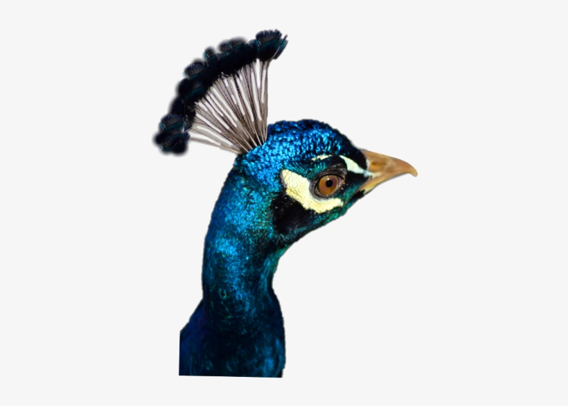 Peafowl, transparent png #10057939
