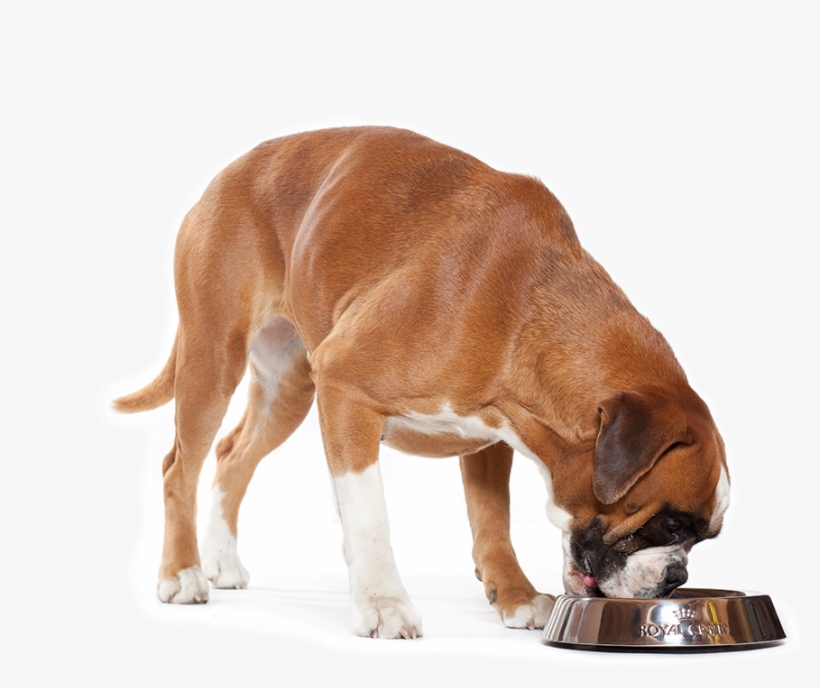 Boxers Have A Unique Head Shape - Anjing Makan, transparent png #10062769