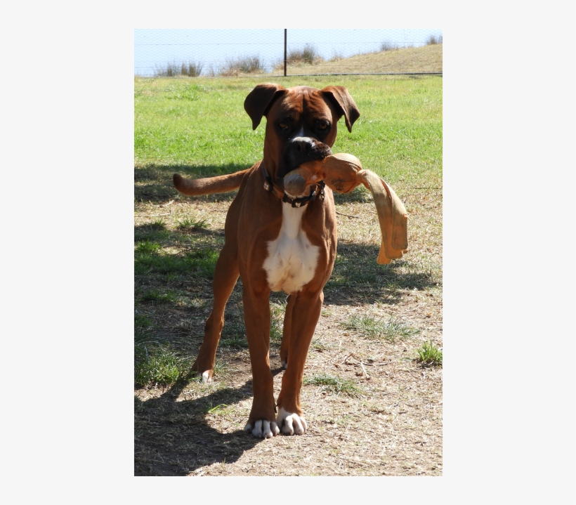 Not Available - Boxer, transparent png #10063018