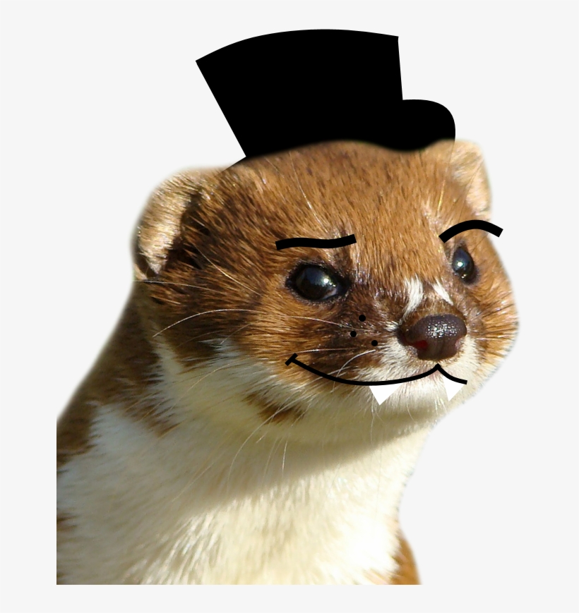 2 Respuestas 0 Retweets 9 Me Gusta - Punxsutawney Phil, transparent png #10063780