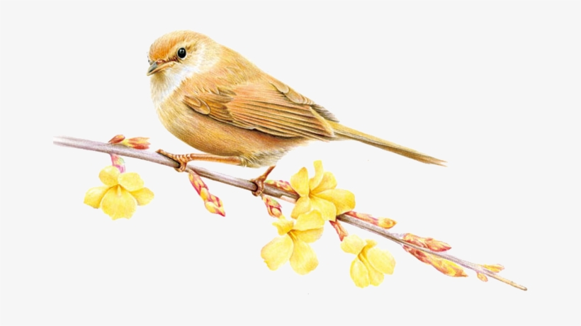 Sparrow Png Image & Sparrow Clipart - Bird, transparent png #10064324